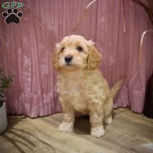 Watson, Mini Goldendoodle Puppy